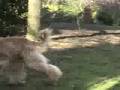 Afgano video