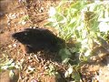 Chickens On The Allotment (Oct 2008)