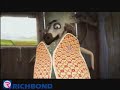 mesidor richbond ya salam mesidor richbond ya salam
