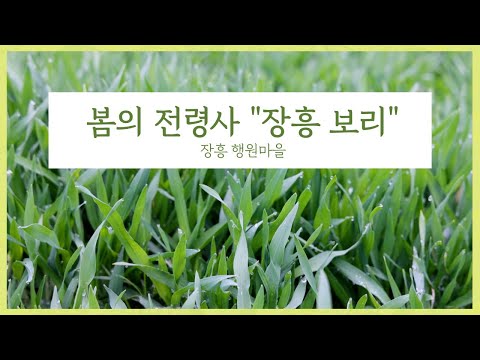 봄의 전령사 “장흥 보리”