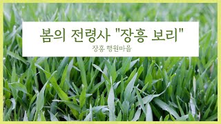 봄의 전령사 “장흥 보리”