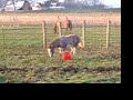Vinnie Meets the Red Ball Vinnie Meets the Red Ball