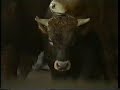 tiertransportunfall auf fähre teil 2