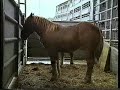 tiertransportunfall auf fähre teil 2