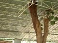 yagyashala mantap in art of living ashram