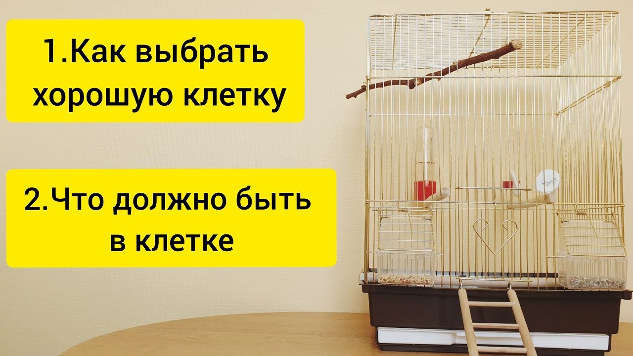 Что должно быть в клетке у попугая || Как выбрать клетку для попугая