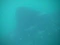 wild whale sharks wild whale sharks