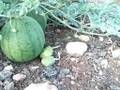 Little Melons.
