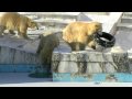 氷の世界のホッキョクグマ