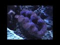 Salt water Reef tank video