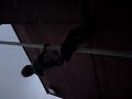 Pritch Climbs A Lampost