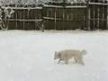 We love the snow! 4/4