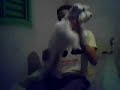 Creu - cachorro dançando creu