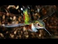 Beautiful Hummingbirds - Animated Slideshow II 720p HD