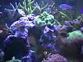 Salt water fish tank