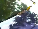 Gecko (or Chameleon?) and Altis