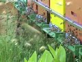 bees p?ele