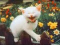 Farting Cat