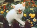 Farting Cat