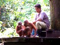 Orangutans Feeding