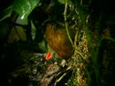 Scaled Antpitta nest