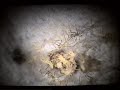 Zelus renardii first instars Zelus renardii first instars