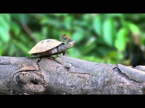 Image de prévisualisation YouTube