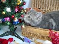 Vidéo de Noël ...