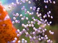 Discus eggs developing