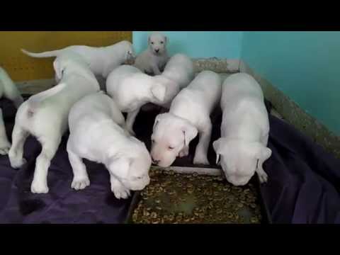 argentinian mastiff