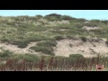 Torenvalken :: Video...