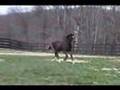 Phaedra HVH: 2007 Hanoverian Filly