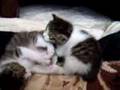仔猫の戦い (YouTube)
