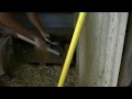 Snake in Chook Pen