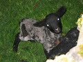 no video - just my version of stop that girl by vic godard. this song is great but i can't make out what he's singing at times, even after 20 years of trying.  if anyone has any clue about what the actual lyrics are i'd love to know. picture of lambing season in grassington.