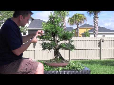 how to fertilize a bonsai tree