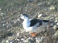 charca de los patos
