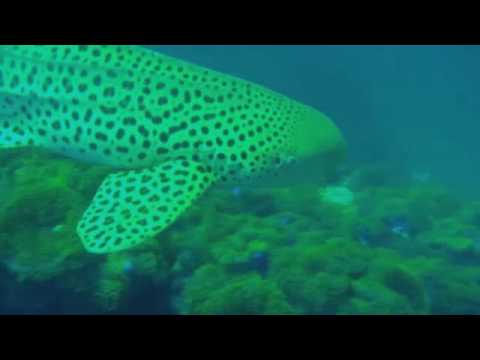Tiburon leopardo