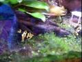 dendrobates leucomelas comiendo
