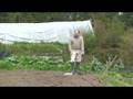 Podchef Plants Spuds