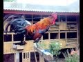 ayam ketawa dangdut Kristal ahmad Kumpay