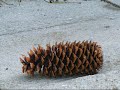 \"The Good, The Bad And The Pinecone\" \"The Good, The Bad And The Pinecone\"