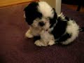 Pubbys first sneeze shih tzu puppy