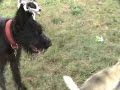 Giant Schnauzer, Jack Russell and  Alaskan   Malamute  Puppy