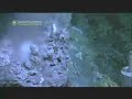 octopi, tubeworms, crabs, and super-heated fluids