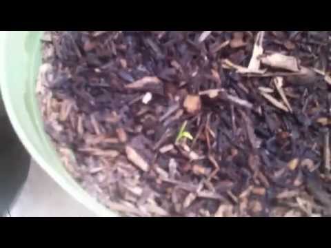 how to grow ashwagandha