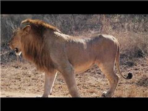male lions