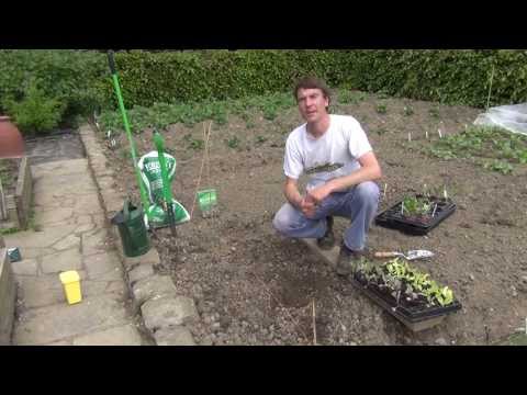 how to replant cabbage
