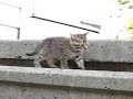 Dumb Kittens