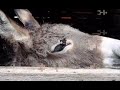 maus tratos de animais